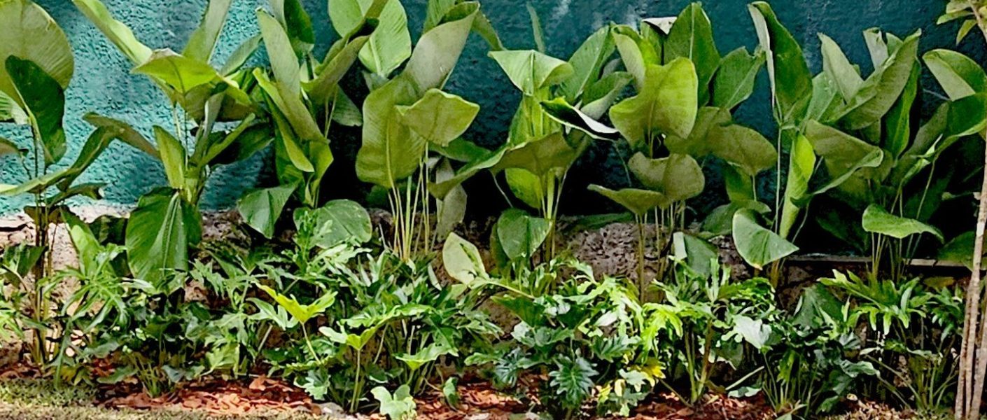 jardim