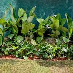 jardim