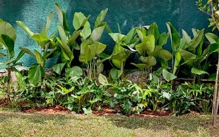 jardim