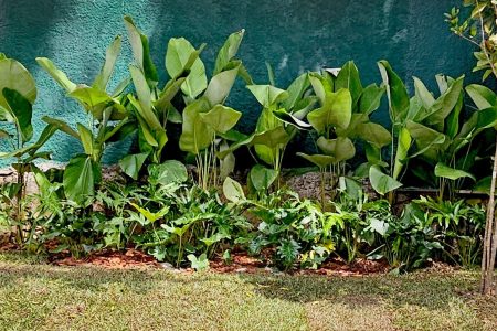 jardim