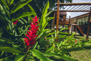 Paisagismo em Casa no Litoral