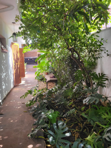 paisagismo tropical em casa