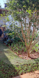 paisagismo tropical em casa